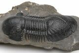 Prone Paralejurus Trilobite - Morocco #230475-2